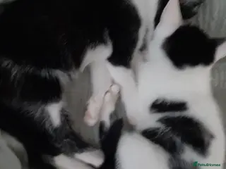 Russian Blue cats Going for free - Advert 10