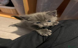 Russian Blue cats for sale: Kitties - Image 3