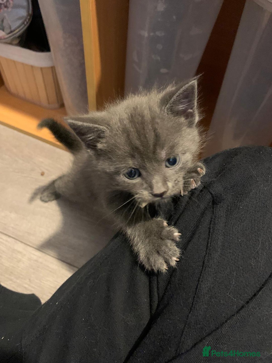 Russian Blue cats for sale: Kitties - Image 3