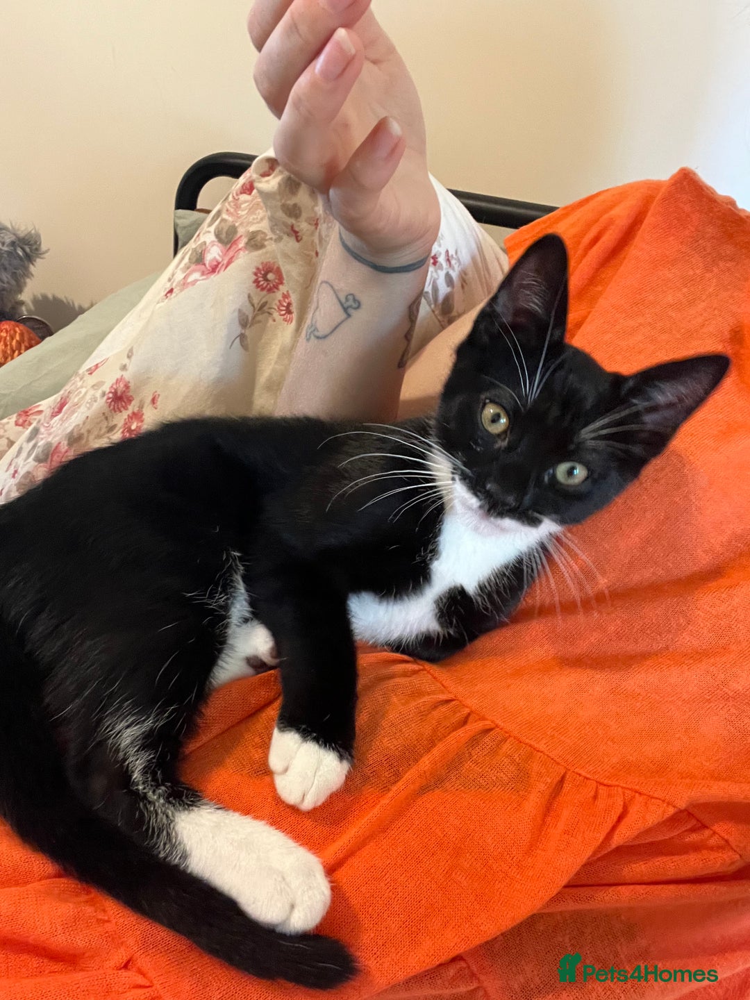 Mixed Breed cats for sale: Male kitten for rehoming.  - Image 2