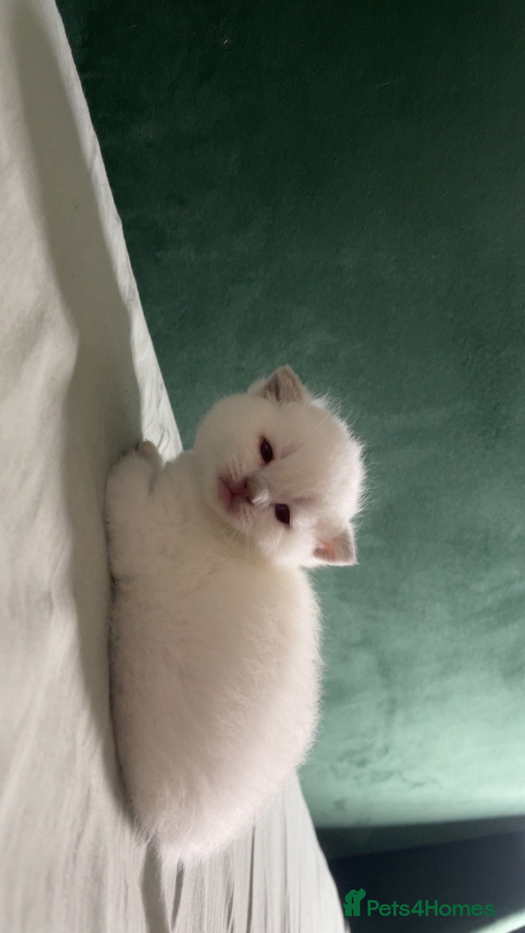 British Shorthair cats for sale: British Shorthair Kittens - Image 9