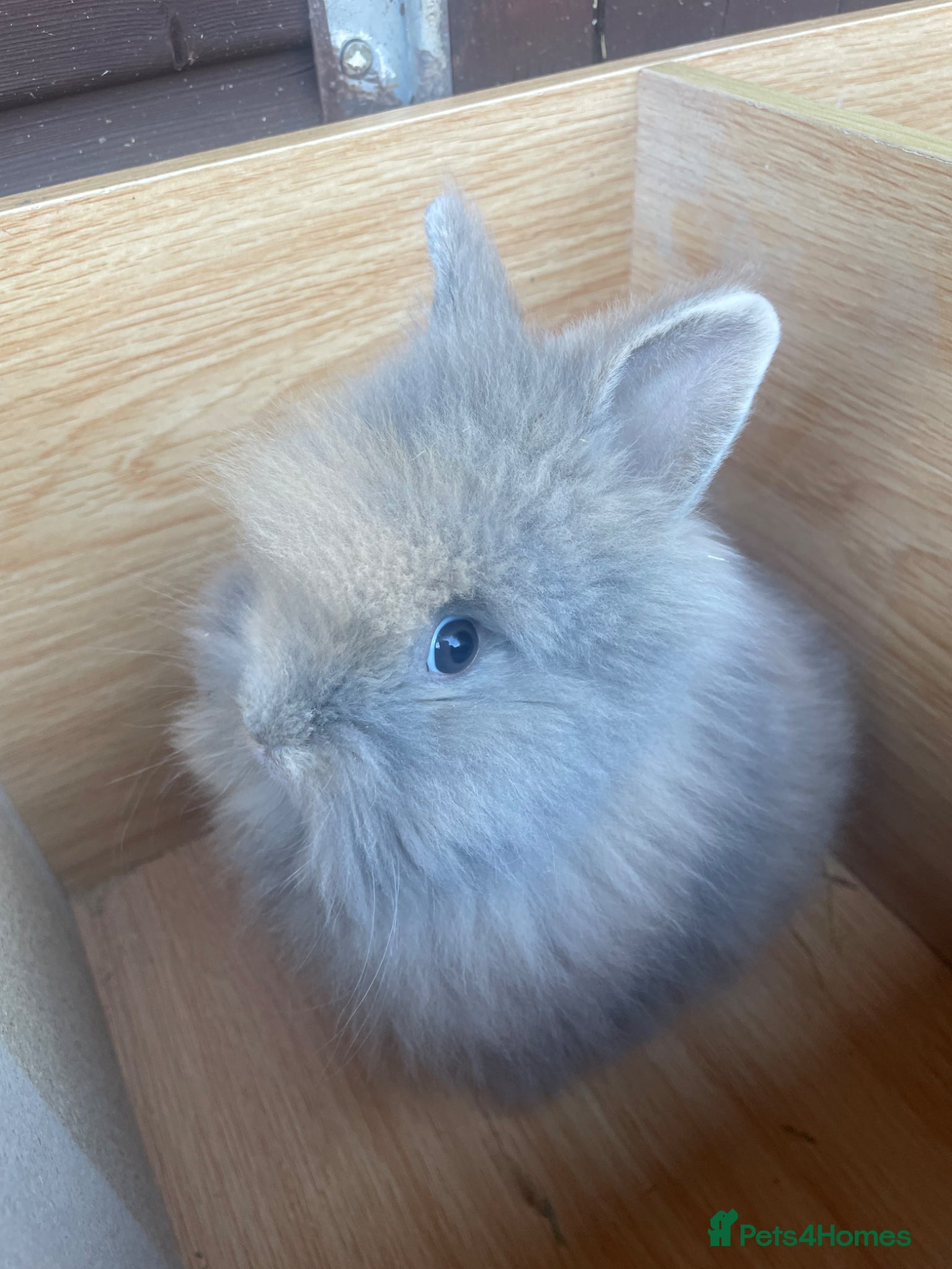 Lionhead rabbits Adorable Baby Boy Lionhead bunnies  - Advert 1