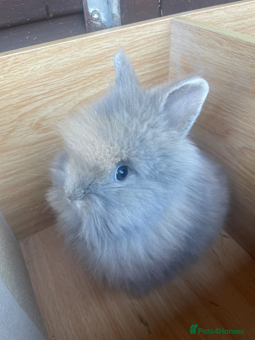 Lionhead rabbits for sale: Adorable Baby Boy Lionhead bunnies  - Advert 1
