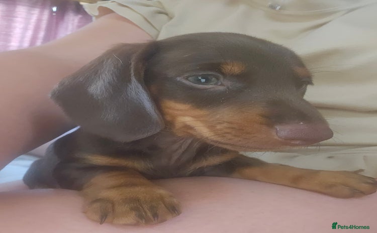 Dachshund dogs - Advert 3