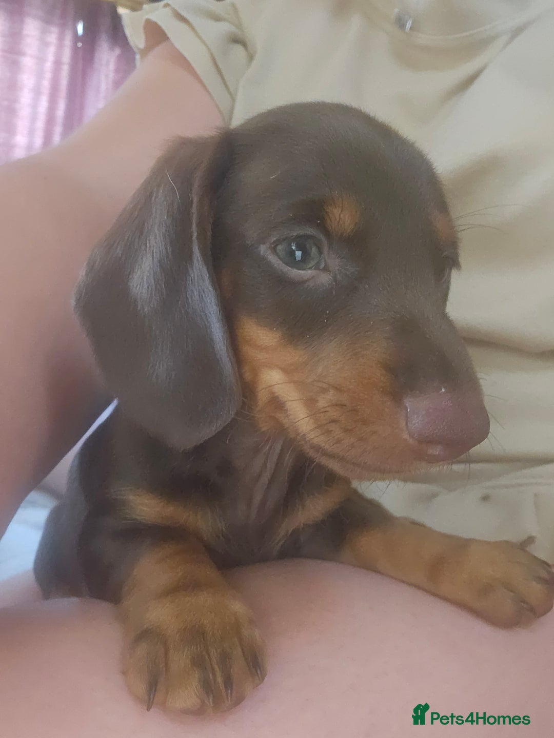 Dachshund dogs for sale: Miniature Dachsunds ready 2/9 - Image 38