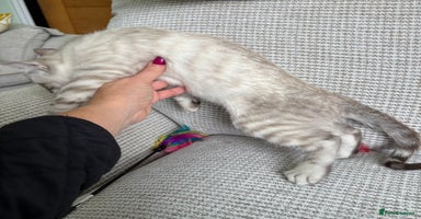 Savannah cats - Advert 10