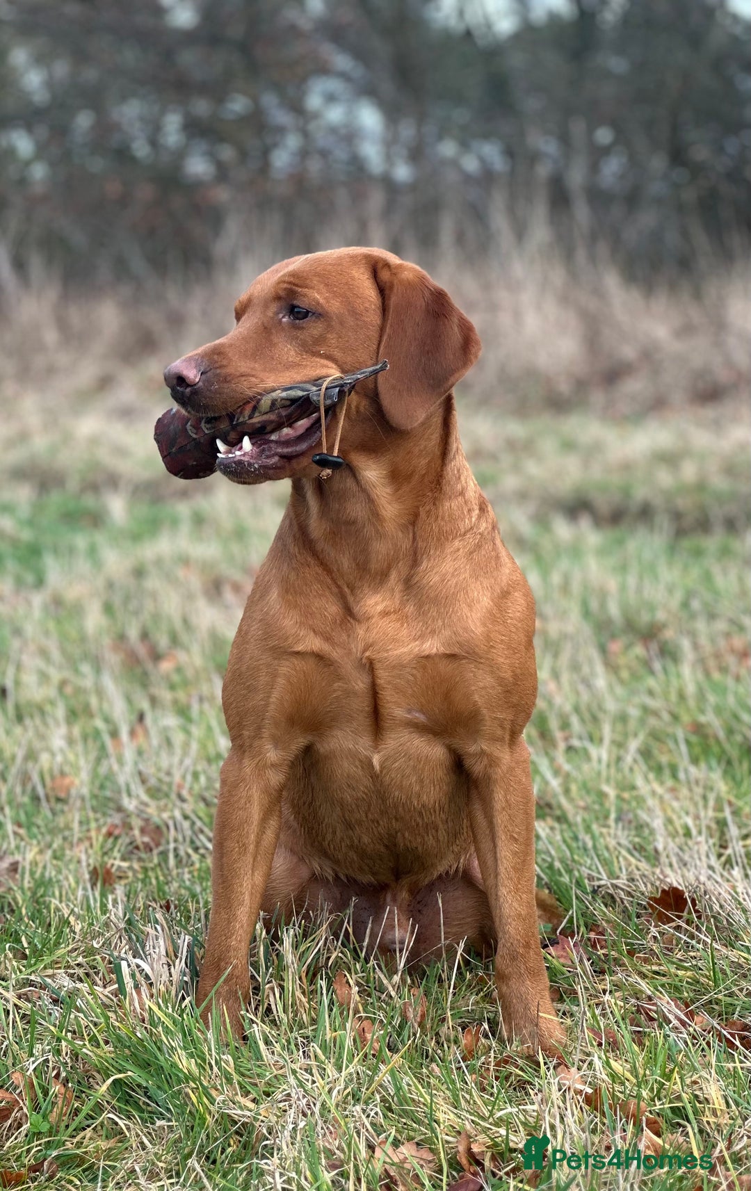 Labrador Retriever dogs for stud: Kc registered proven stud dog  - Advert 3