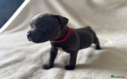 Staffordshire Bull Terrier dogs for sale: One red collar boy left and ready for loving home… - Image 9