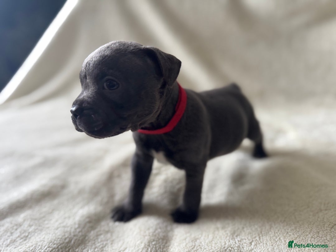 Staffordshire Bull Terrier dogs for sale: One red collar boy left and ready for loving home… - Image 9