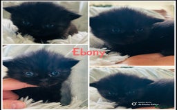 Himalayan cats for sale: Rare Himalayan mix kittens - Image 9