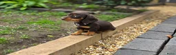 Miniature Dachshund dogs for sale: 2 Gorgeous Miniature dachshund females  - Advert 9