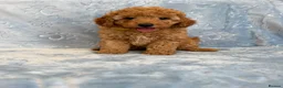 Toy Poodle dogs for sale: Beautiful health tested toy poodles  - Advert 26