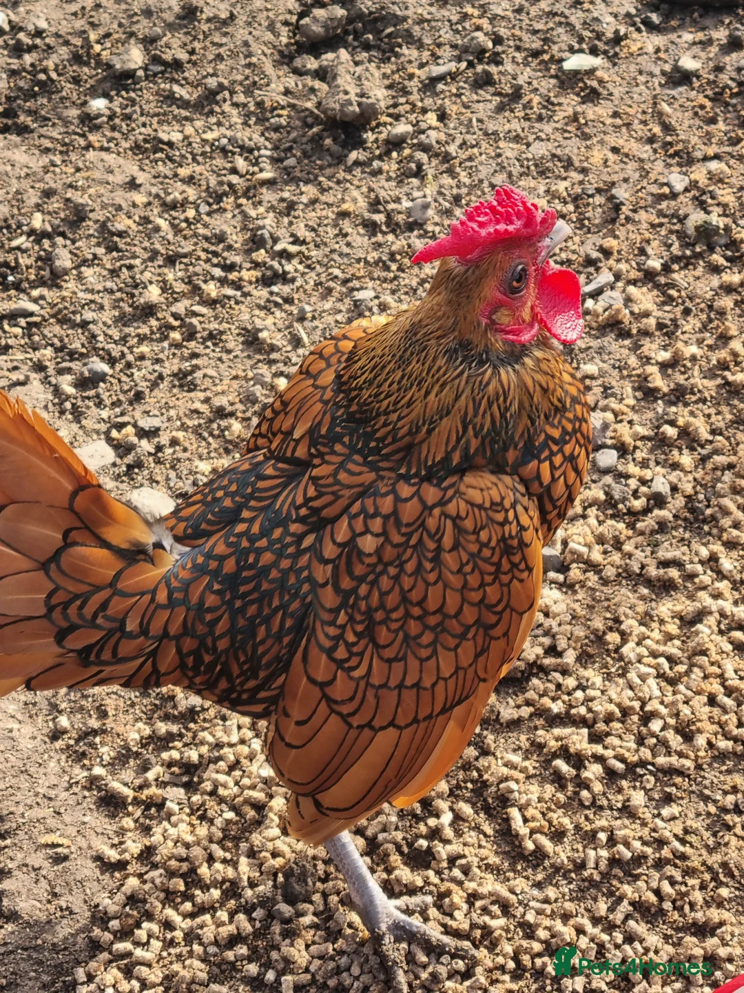 Chickens poultry for sale: 6 x Gold Sebright Hatching Eggs - Advert 1