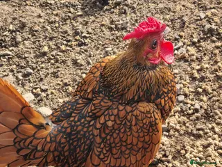 Chickens poultry 6 x Gold Sebright Hatching Eggs - Advert 5