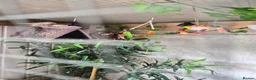 Mixed Breed birds for sale: Mixed birds for sale  in Worksop - Advert 6