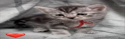 Siberian cats for sale: Siberian kittens  - Advert 4
