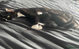 Domestic Shorthair cats for sale: Kittens  - Image 3