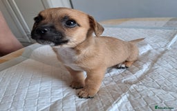 Jack Russell dogs for sale: Jack Russell for sale - Image 5