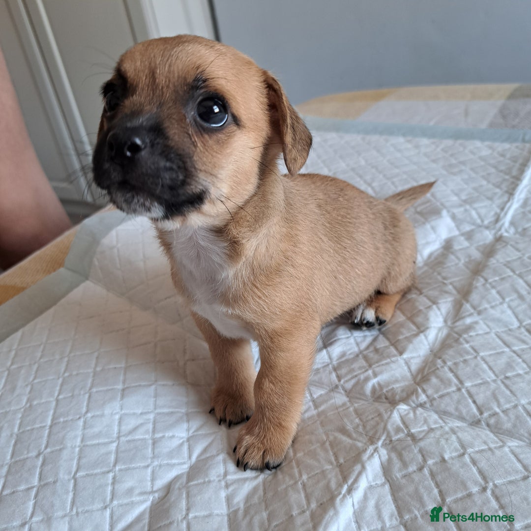 Jack Russell dogs for sale: Jack Russell for sale - Image 5