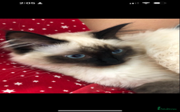 Ragdoll cats for sale: Ragdoll  - Image 3