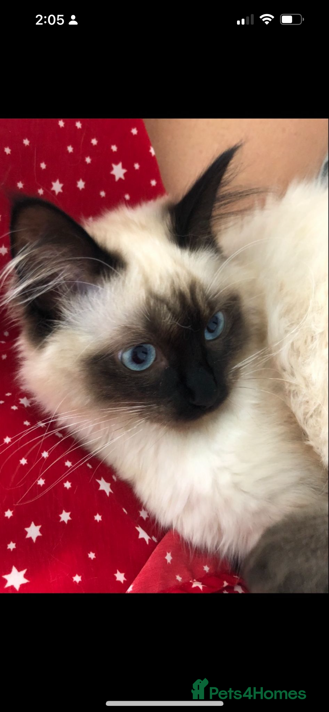 Ragdoll cats for sale: Ragdoll  - Image 3