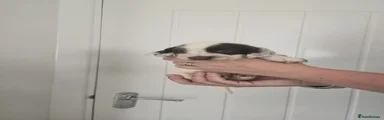 Puppy 7