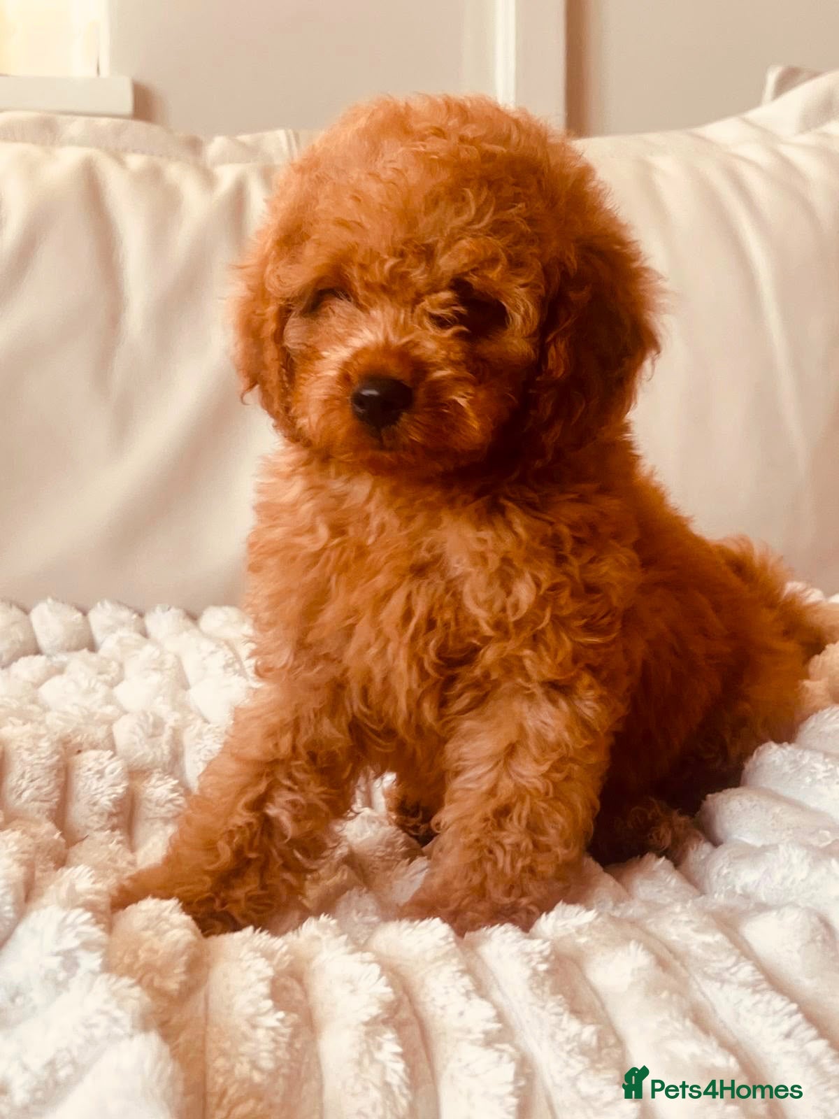 Cavapoo dogs Ready to leave Deep red curly toy Cavapoos 🐾 - Advert 1