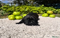 Cane Corso dogs for sale: Exceptional litter, Italian Cane Corsos, ICCF Peds - Image 15