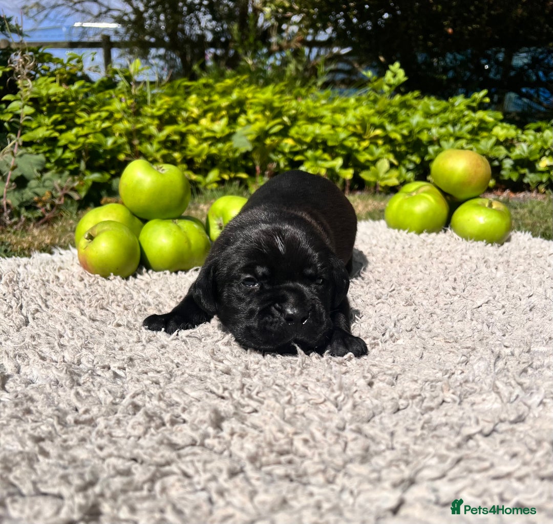 Cane Corso dogs for sale: Exceptional litter, Italian Cane Corsos, ICCF Peds - Image 15