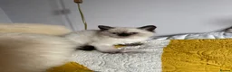 Selkirk Rex cats for sale: Selkirk rex kittens  - Advert 19