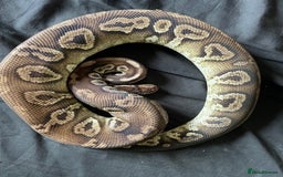 Python Snake reptiles for sale: Various Royal Pythons - Image 6