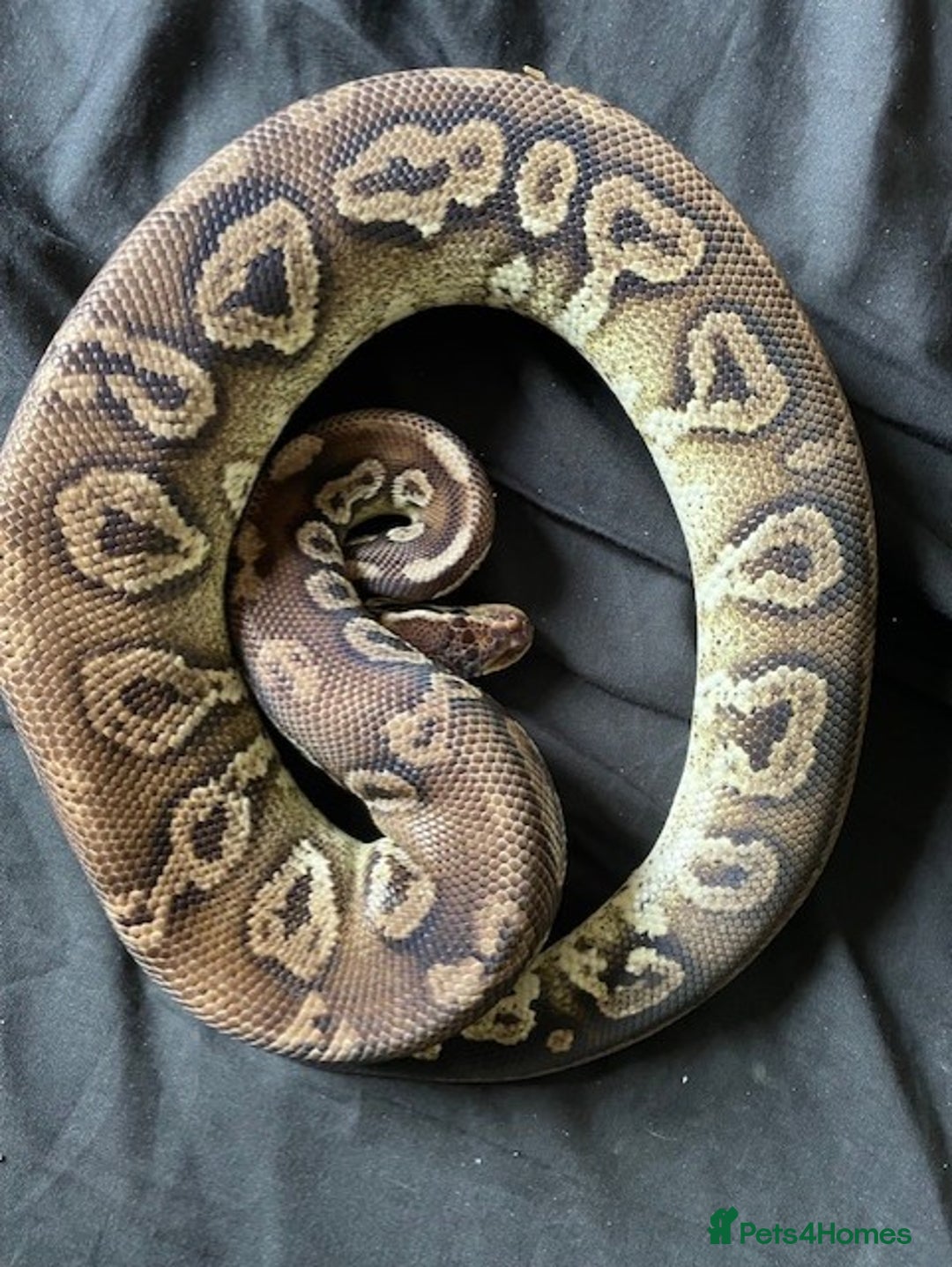 Python Snake reptiles for sale: Various Royal Pythons - Image 6