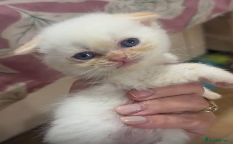 Himalayan cats - Advert 15