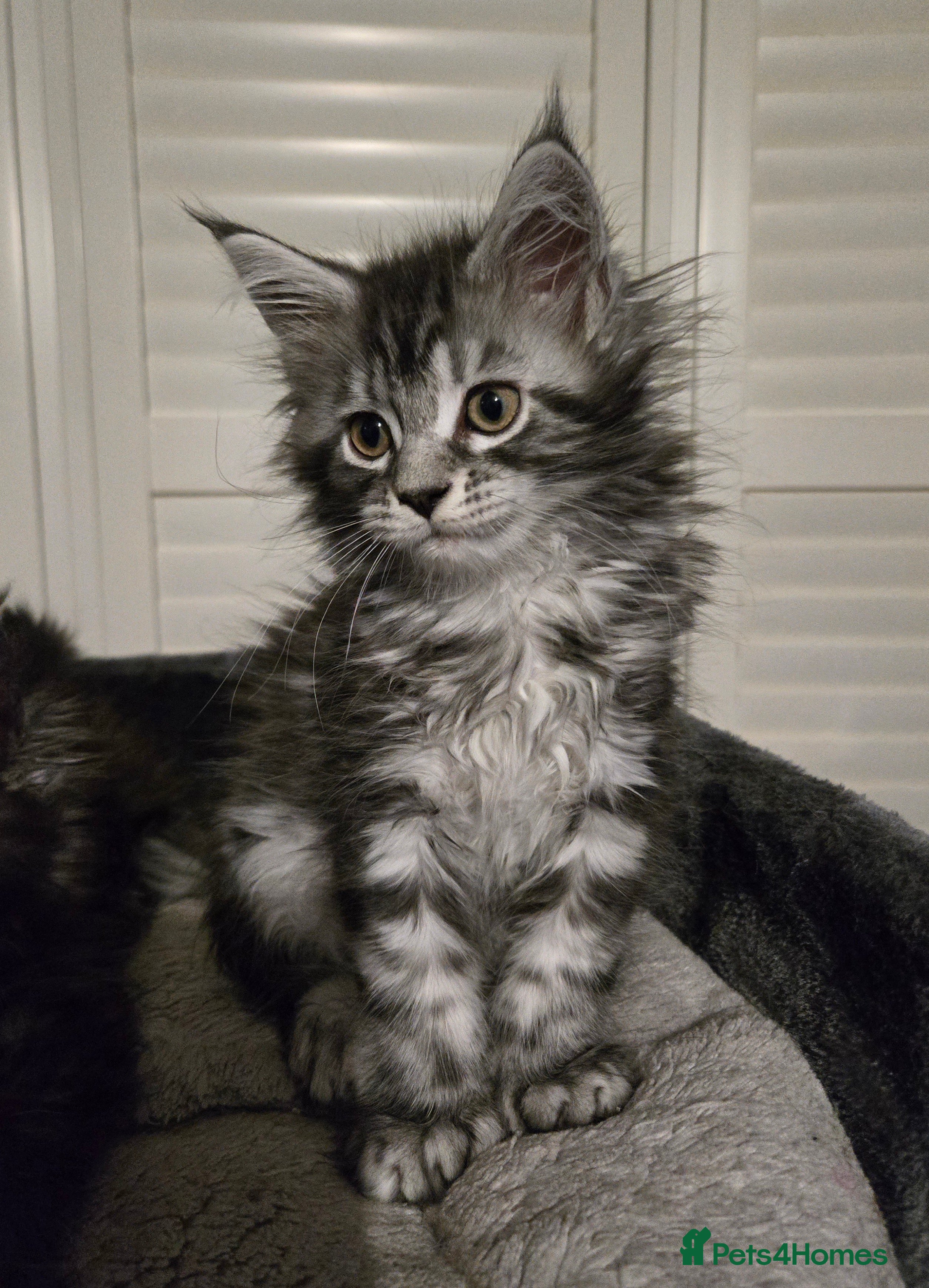 Maine Coon cats ✨✨ ACTIVR FEM POLLY 6666 MC TiCA REG Poss active - Advert 6