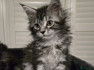 Maine Coon cats ✨✨ ACTIVR FEM POLLY 6666 MC TiCA REG Poss active - Advert 6