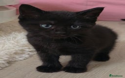 British Shorthair cats for sale: Black and tuxedo baby kittens in Bicester - Image 32