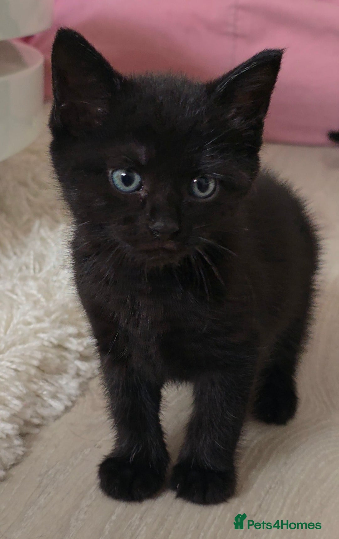 British Shorthair cats for sale: Black and tuxedo baby kittens in Bicester - Image 32