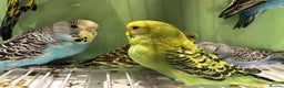 Budgerigars birds for sale: Budgies for Sale, all in good health  - Advert 1