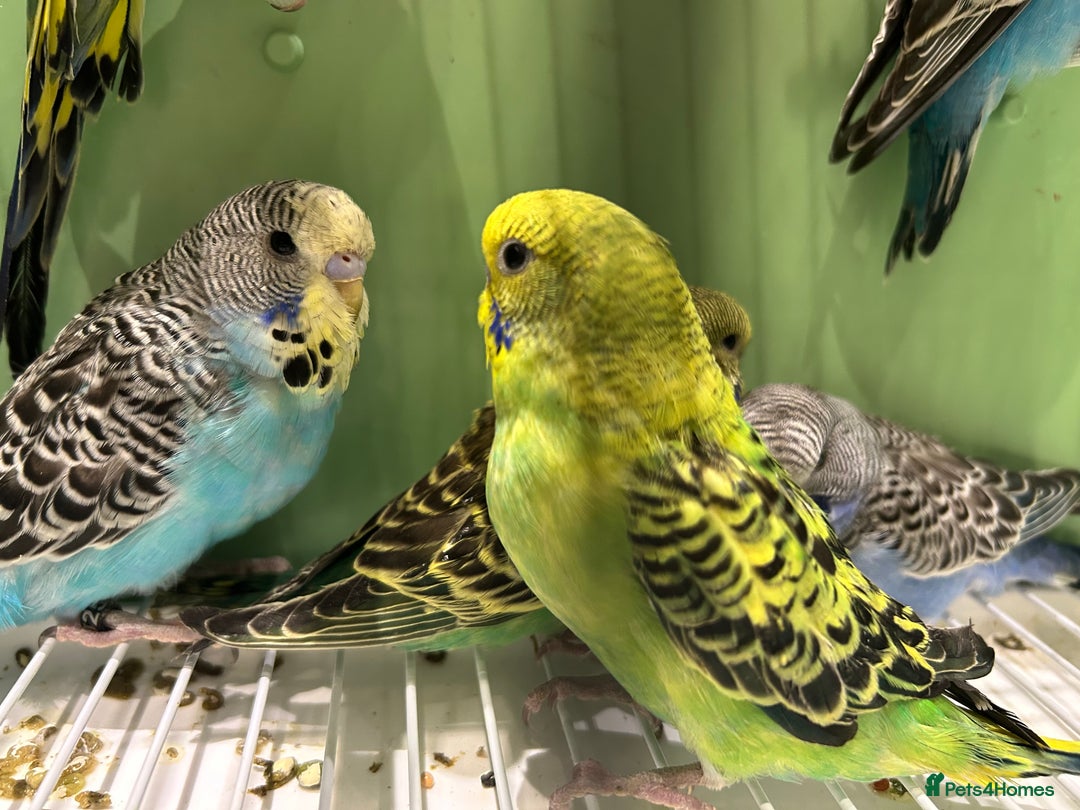 Budgerigars birds for sale: Budgies for Sale, all in good health  - Advert 1