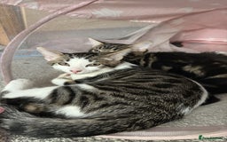 British Shorthair cats for sale: Beautiful tabby male kitten!!🩵 - Image 5