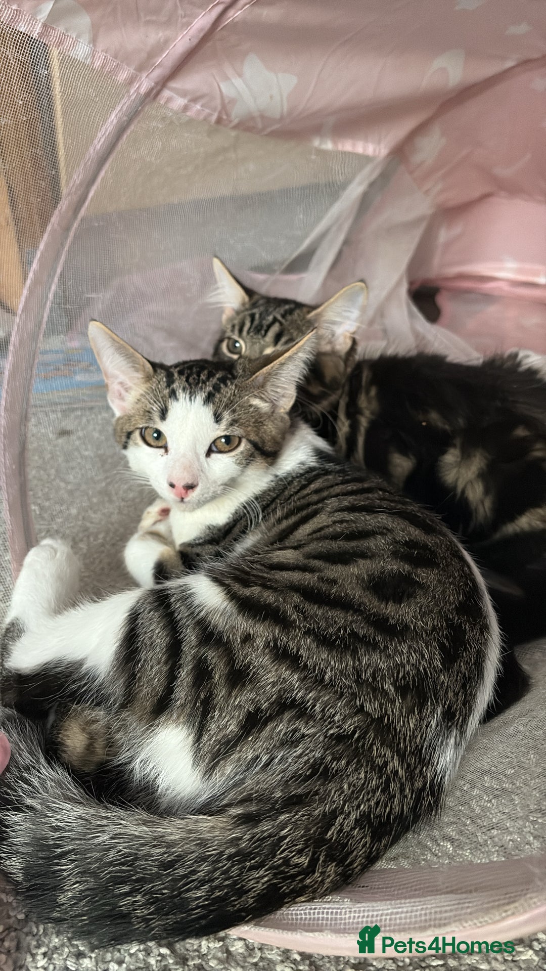 British Shorthair cats for sale: Beautiful tabby male kitten!!🩵 - Image 5