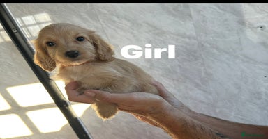 Cockapoo dogs - Advert 5