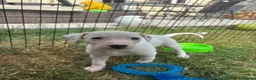 Mixed Breed dogs for sale: Lurcher pups for sale in Banbury - Advert 8