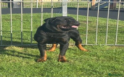 Rottweiler dogs for sale: Rottweiler puppies - Image 4