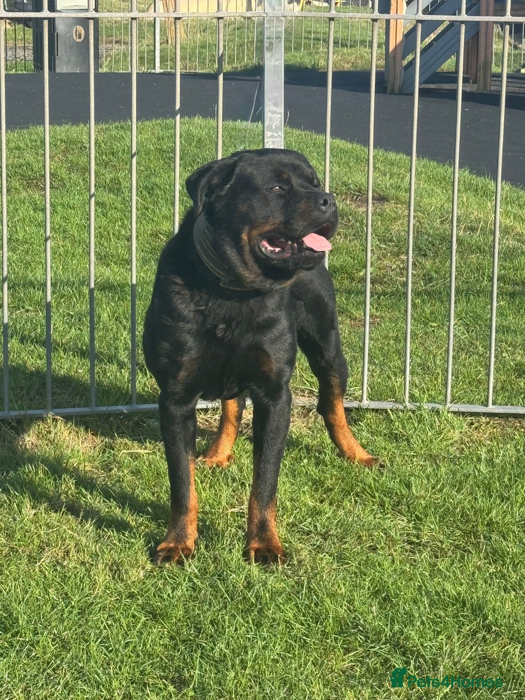 Rottweiler dogs for sale: Rottweiler puppies - Image 4