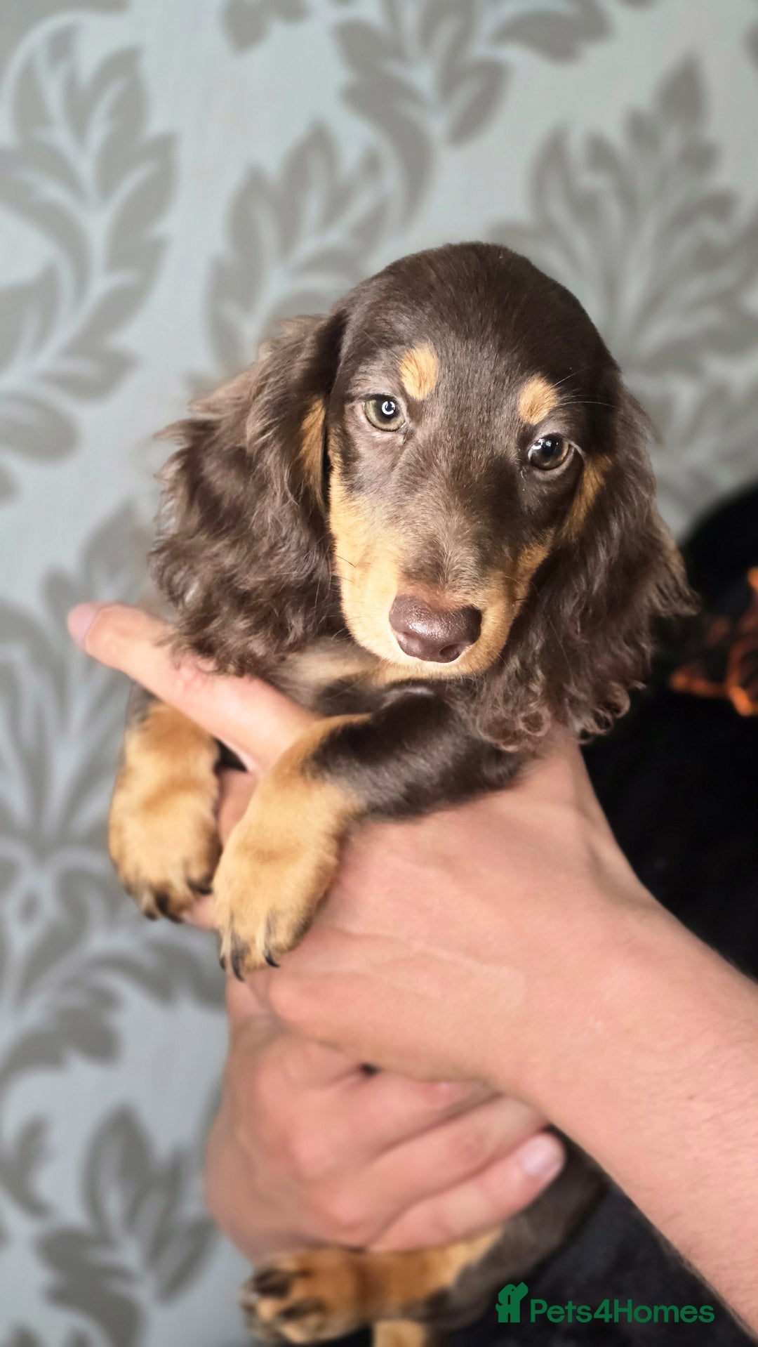 Miniature Dachshund dogs for sale: Dachshunds for sale  - Image 3