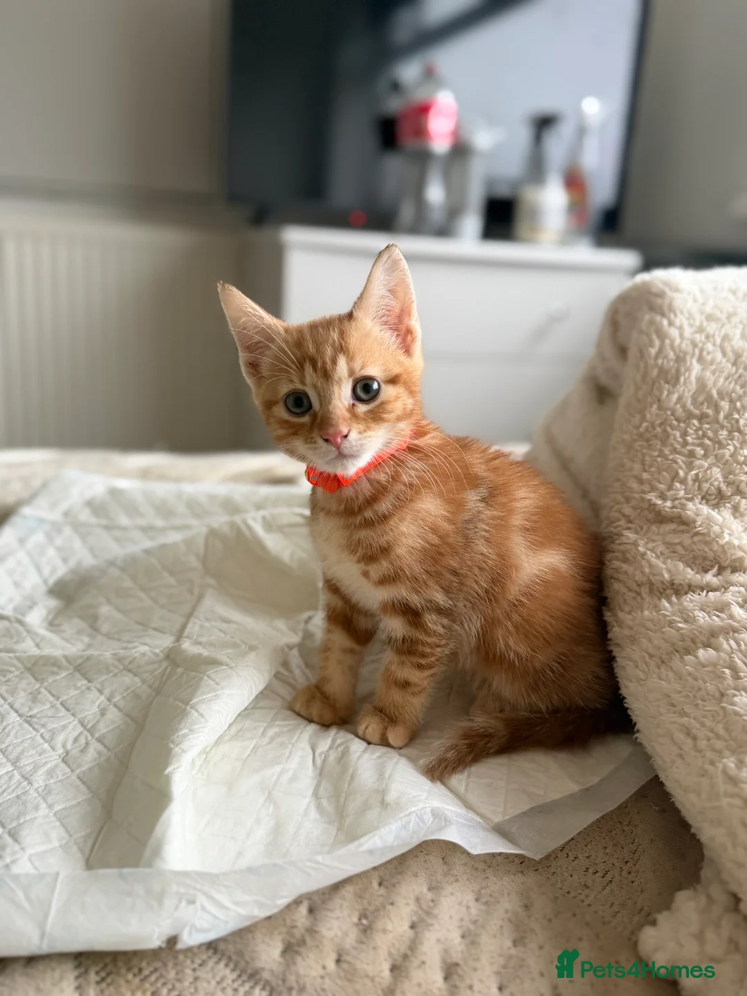 Mixed Breed cats for sale: Kitten male - Advert 2
