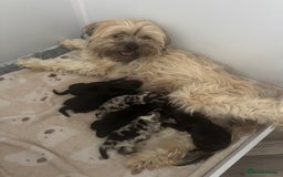 Mixed Breed dogs for sale: Shihpoo X Cocker Spaniel pups - Image 18