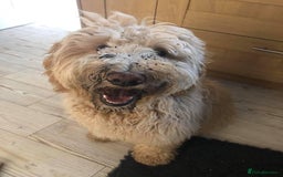 Goldendoodle dogs for sale: Multigenerational Puppies Licensed and Tested - Image 13