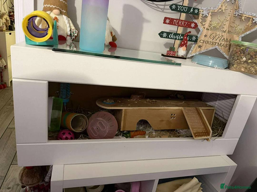 Hamster rodents for sale: Ginger and white hamster in Abingdon - Advert 2